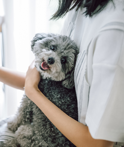 抱っこされる小型犬